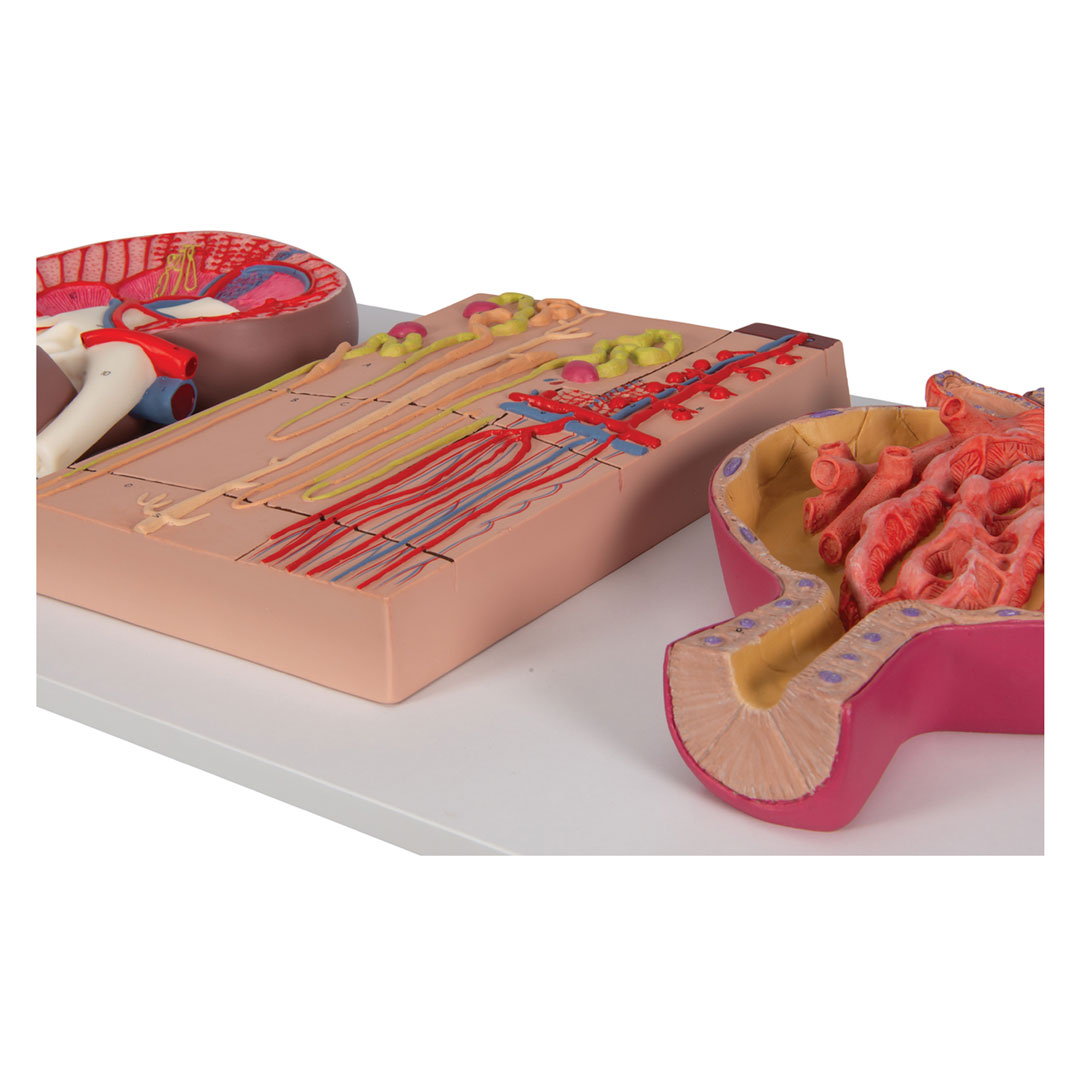 3B SCIENTIFIC Nierenschnitt, 3-Schnitte, Nep./Blu./Ni. (K11)