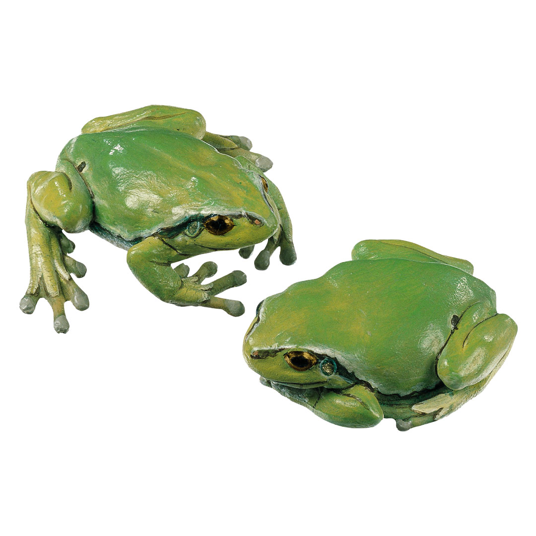 SOMSO® Laubfrosch (2 Modelle) weiblich