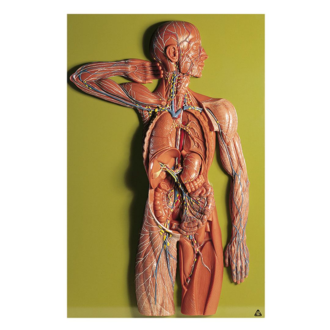 SOMSO® Lymphgefässystem, Modell