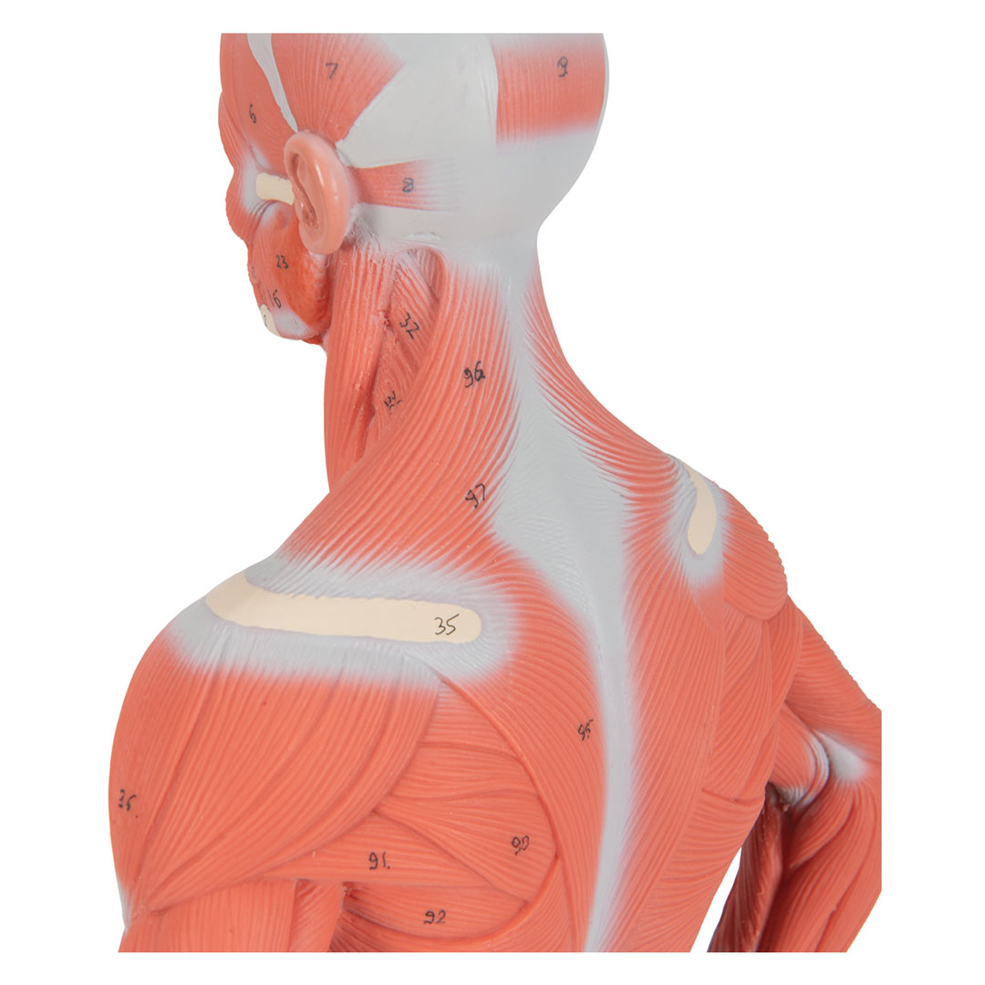 3B SCIENTIFIC Muskelfigur, 1/3 Grösse, 2-teilig (B59) 3B SCIENTIFIC Muskelfigur, 1/3 Grösse, 2-teilig (B59)