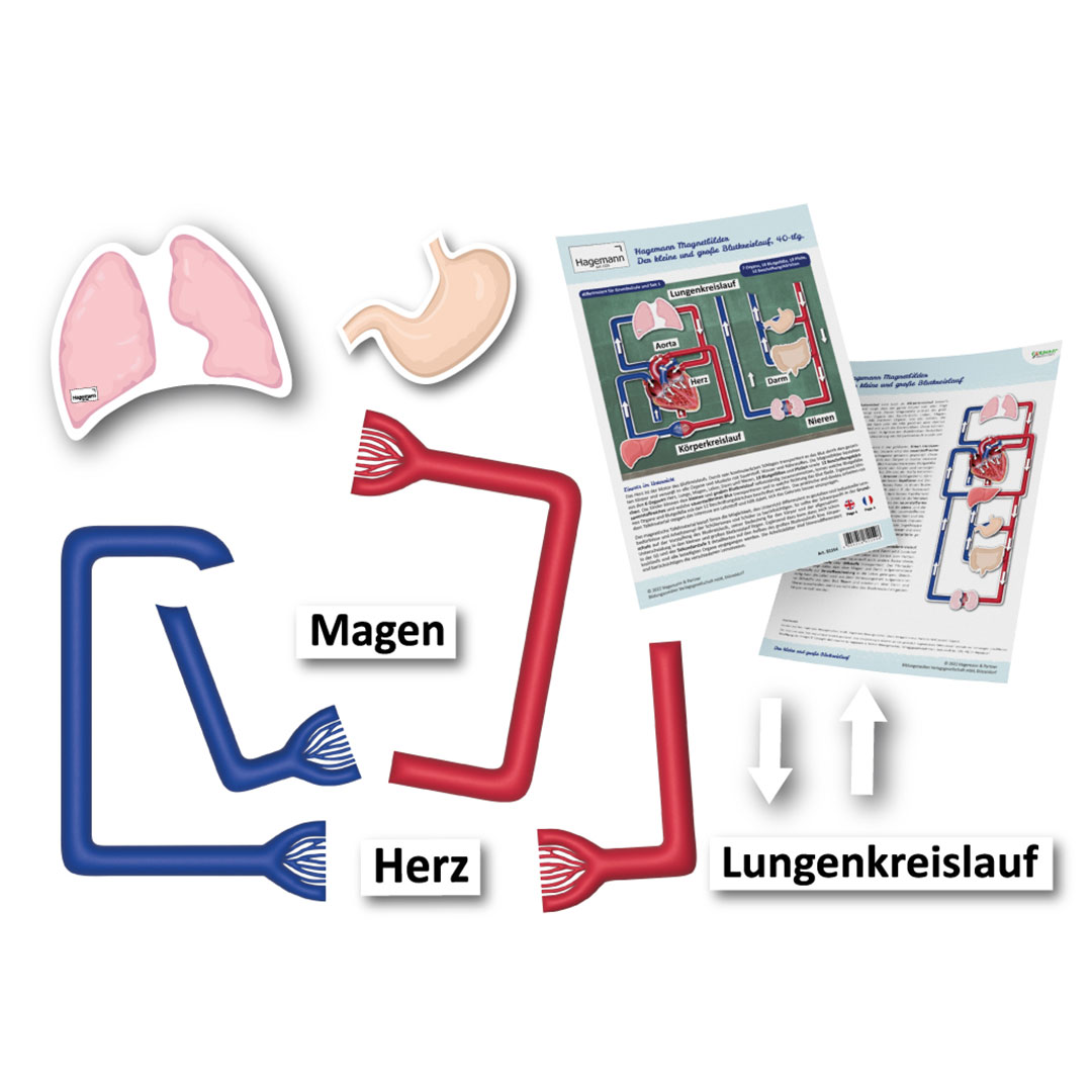 Blutkreislauf des Menschen, magnetisch, 34-teilig