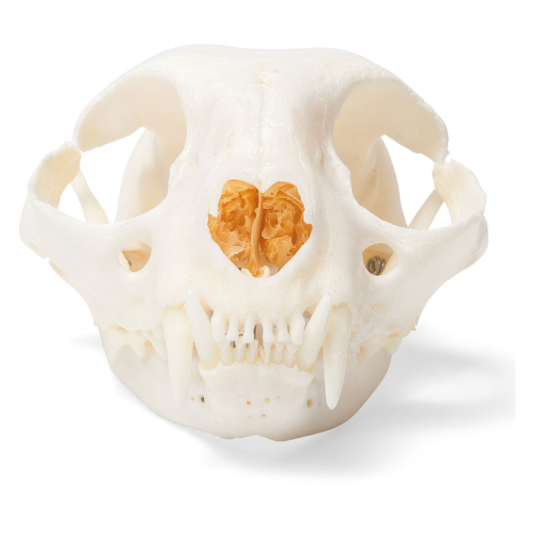 3B SCIENTIFIC Katze, Schädel-Skelett