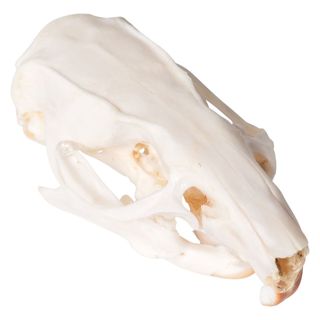 3B SCIENTIFIC Rattenschädel, Skelett