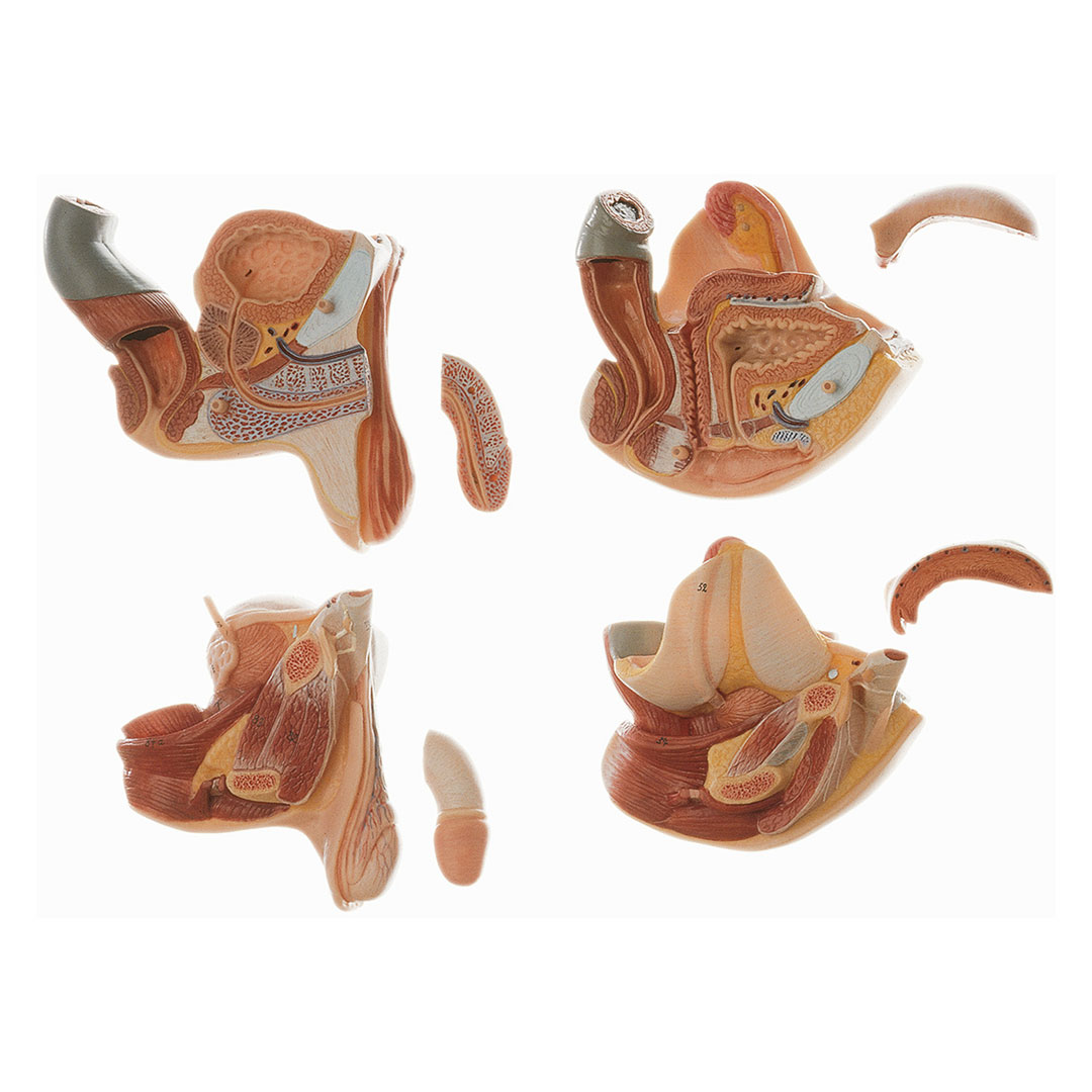 SOMSO® Muskeltorso m.K.20 T., Rücken offen *