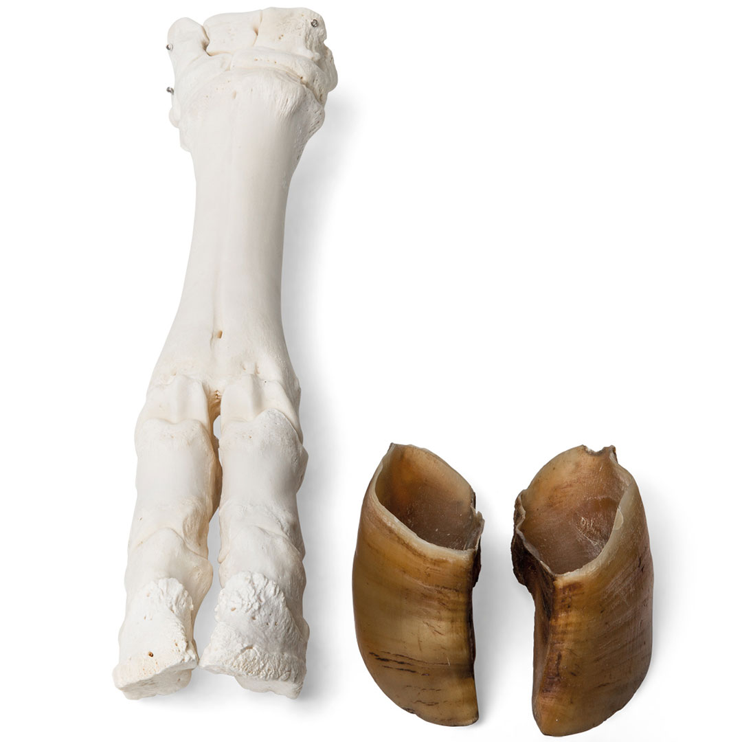 3B SCIENTIFIC Rinderfuss, Knochenpräparate (T30031)