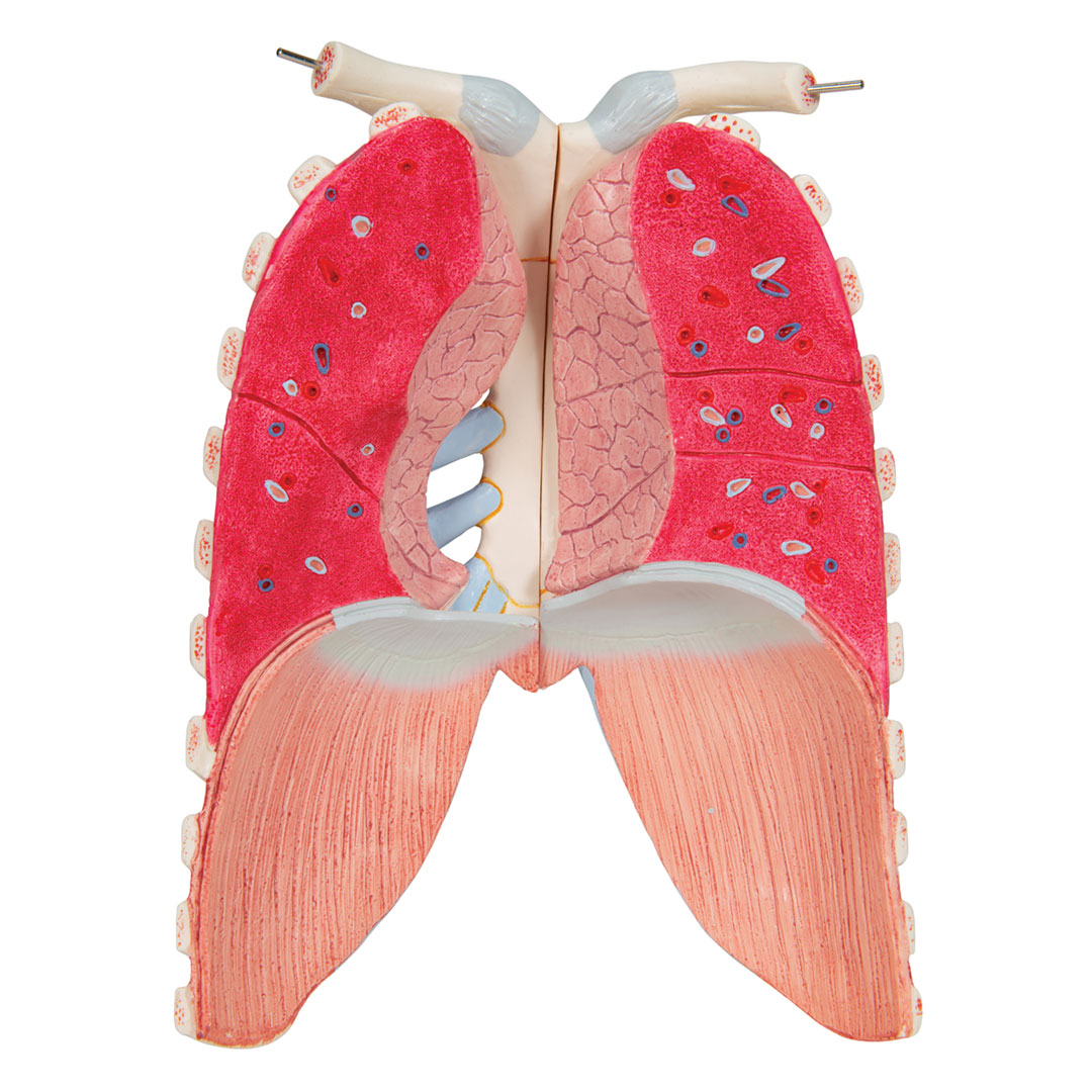 3B SCIENTIFIC Torso 16-teilig m.Kopf,geschlechtslos (B11)