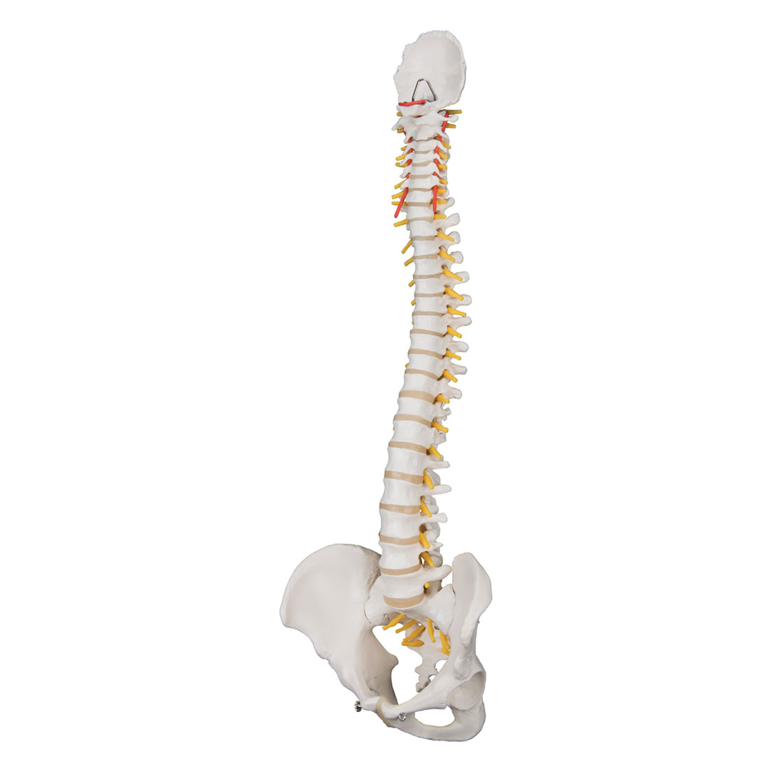 3B SCIENTIFIC Wirbelsäule, flexibel klass., o.Stativ (A58/1)