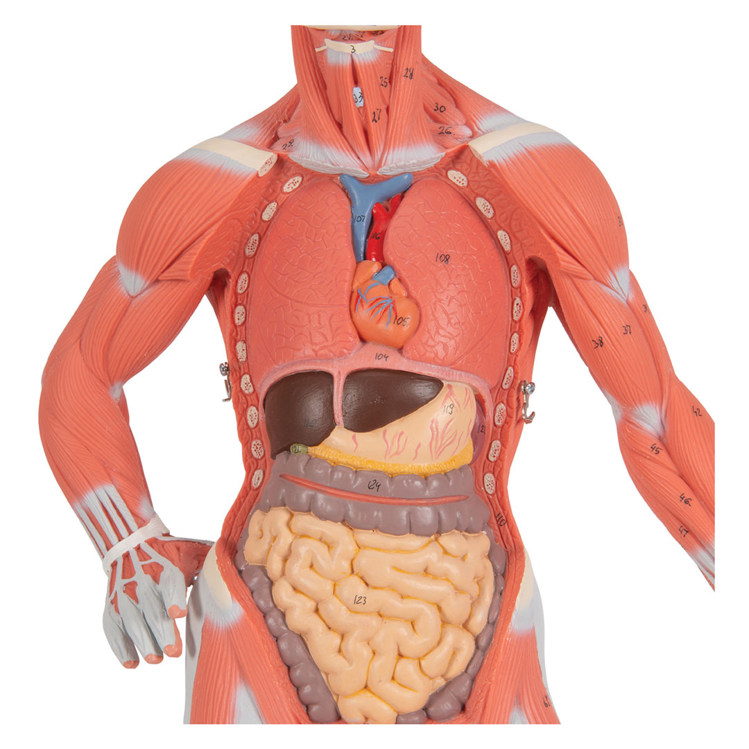 3B SCIENTIFIC Muskelfigur, 1/3 Grösse, 2-teilig (B59)