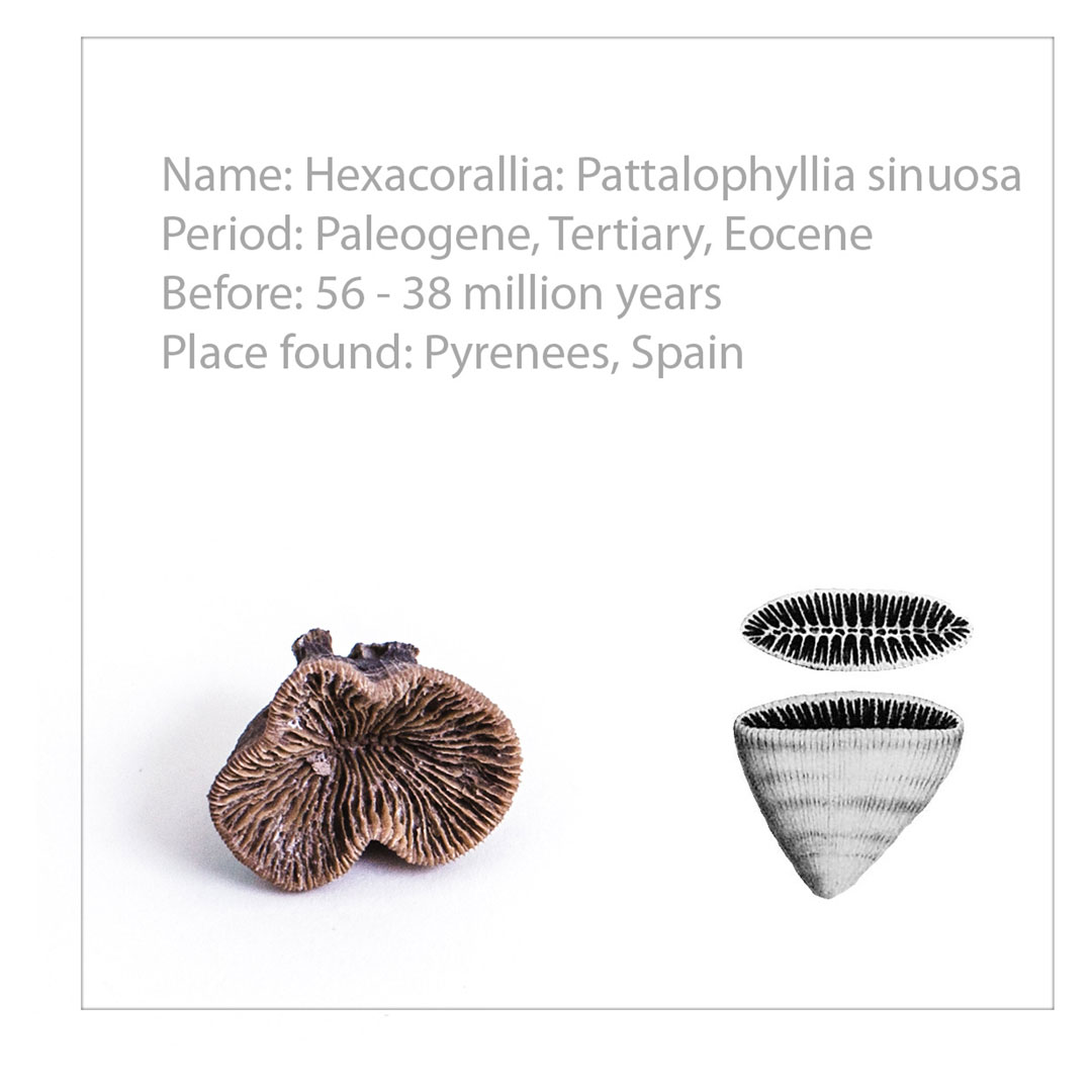 Fossiliensammlung 20 Fossilien,  (U75020) Grösse: 19.5x32x6.5cm