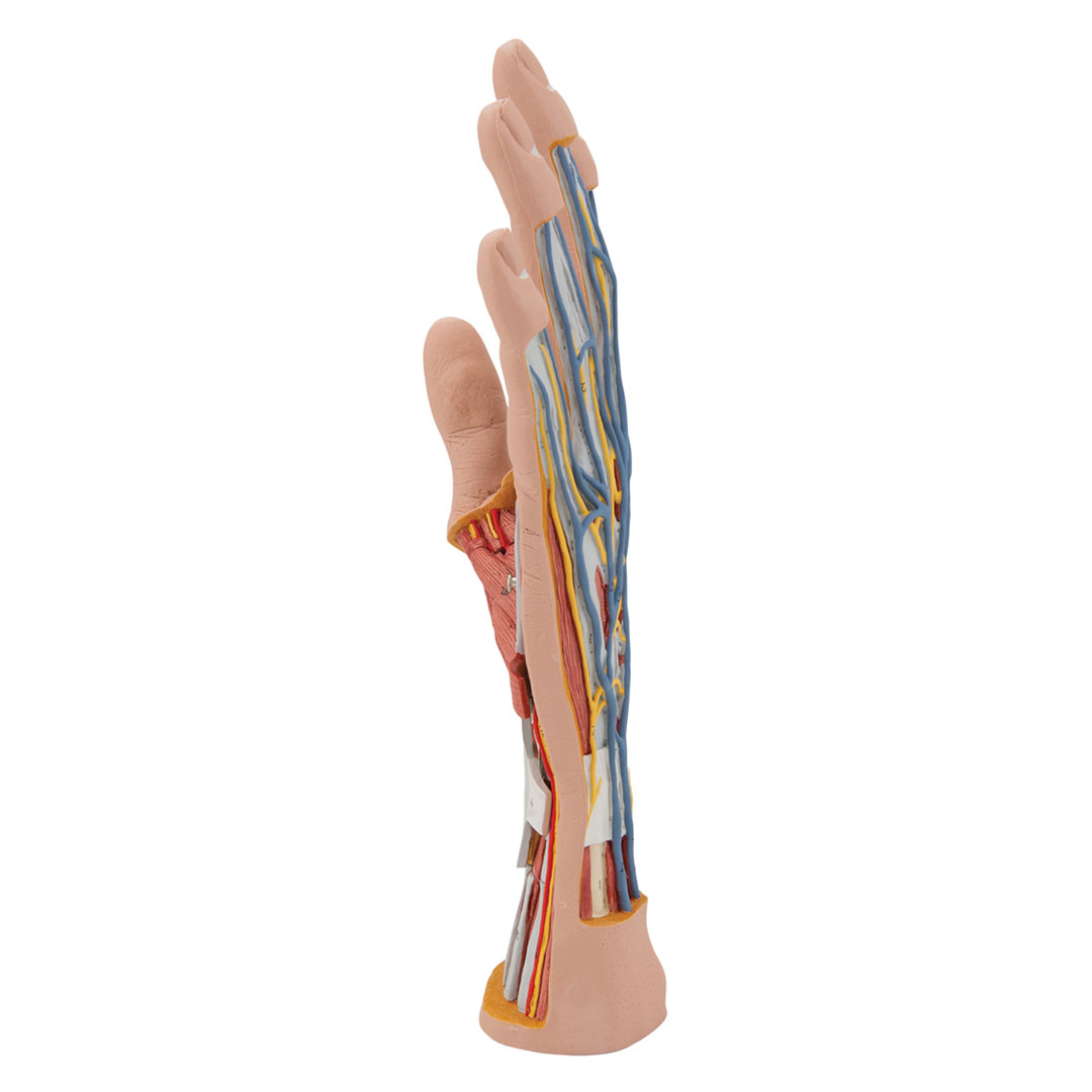 3B SCIENTIFIC Hand-Struktur-Mod., 3-tlg. (M18)