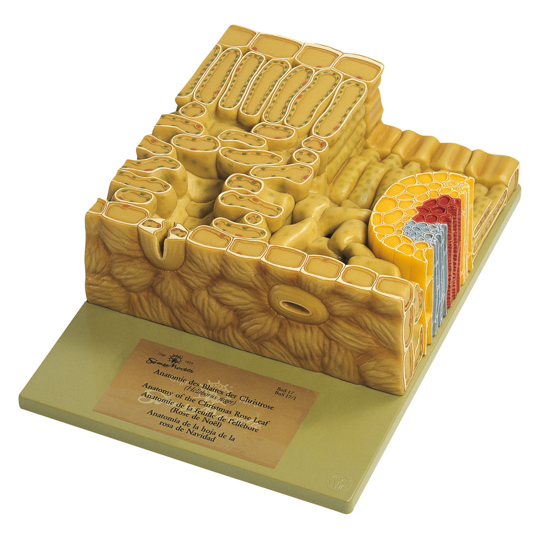 SOMSO® Modell Laubblatt