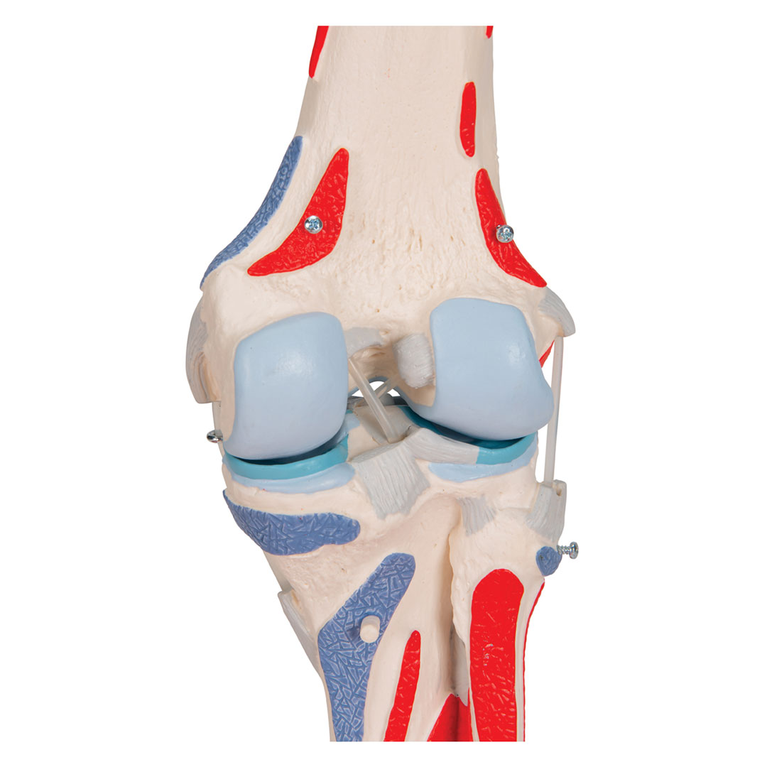 3B SCIENTIFIC Kniegelenk, 12-teilig, Grösse 33x17x17cm (A882)