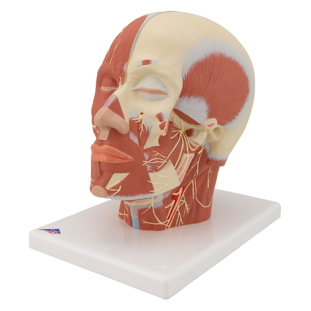 3B SCIENTIFIC Kupfmuskulatur mit Nerven (VB129)