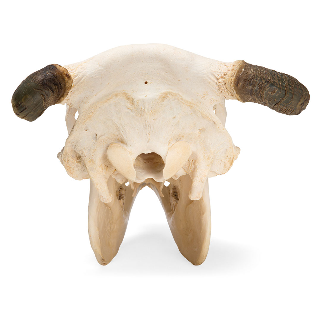 3B SCIENTIFIC Rinderschädel mit Hörner