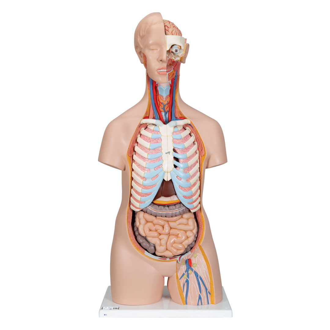 3B SCIENTIFIC Torso 16-teilig m.Kopf,geschlechtslos (B11)