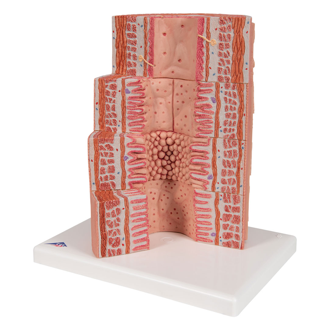 3B SCIENTIFIC Verdauungstrakt/MICROanatomy (K23)