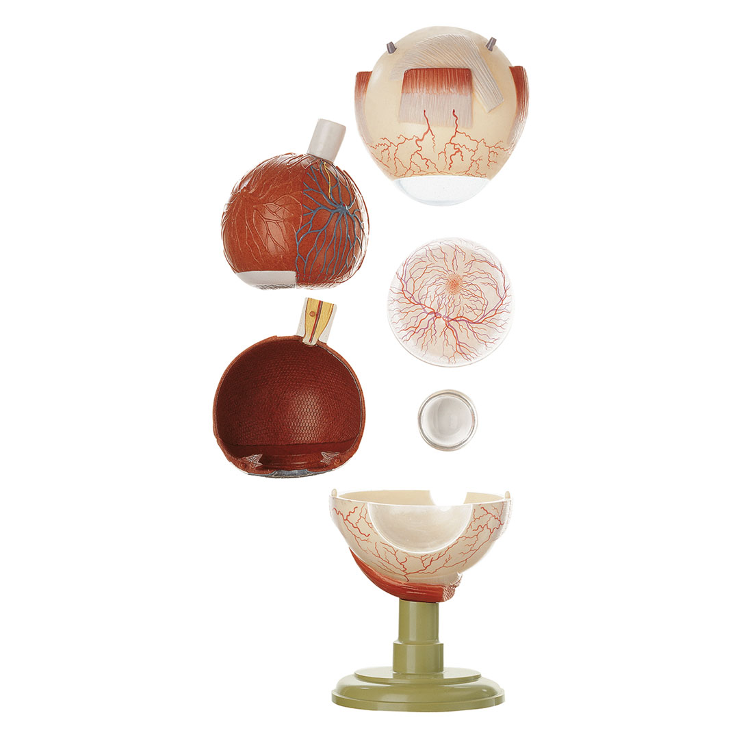 SOMSO® Augapfel, 5-fach, 6-teilig