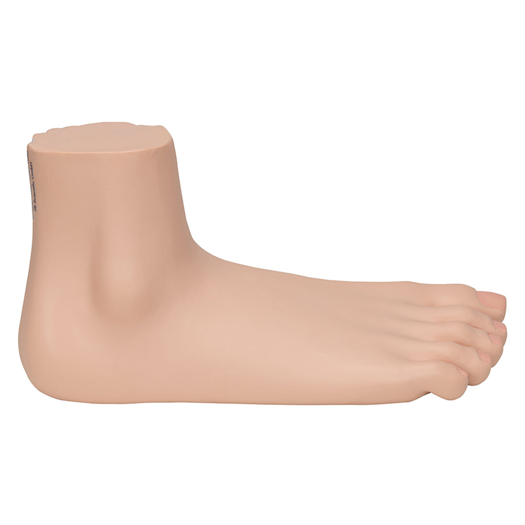 3B SCIENTIFIC Plattfuss, natürl. Grösse (M31)