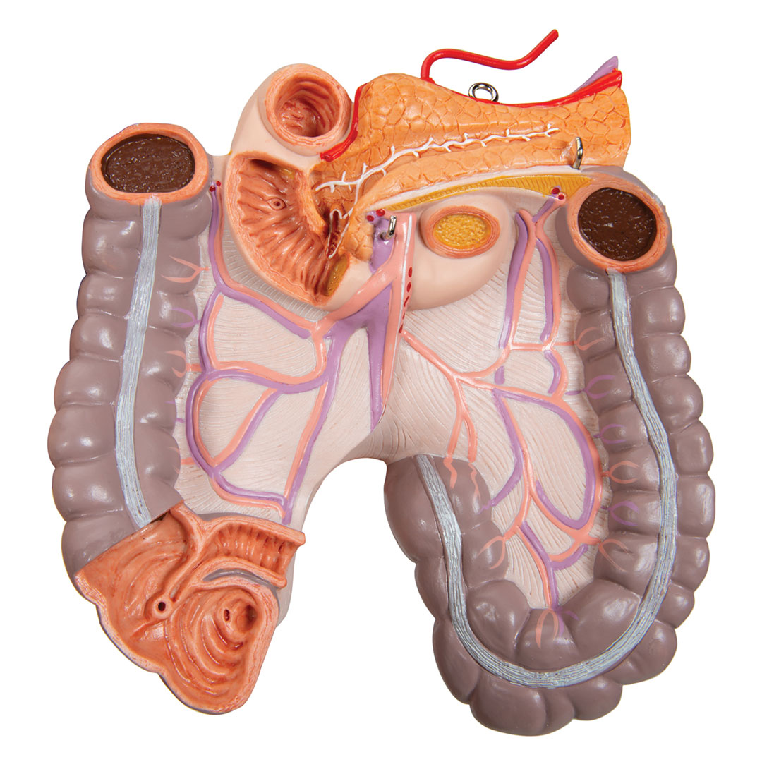 3B SCIENTIFIC Torso mit Kopf, 20-teilig (B17)