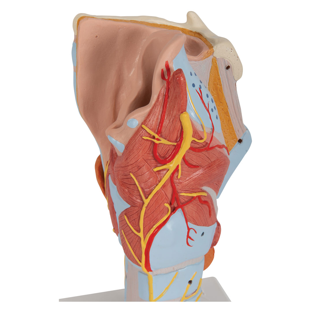 3B SCIENTIFIC Kehlkopf, 7-tlg. 2-fache Grösse (G21)