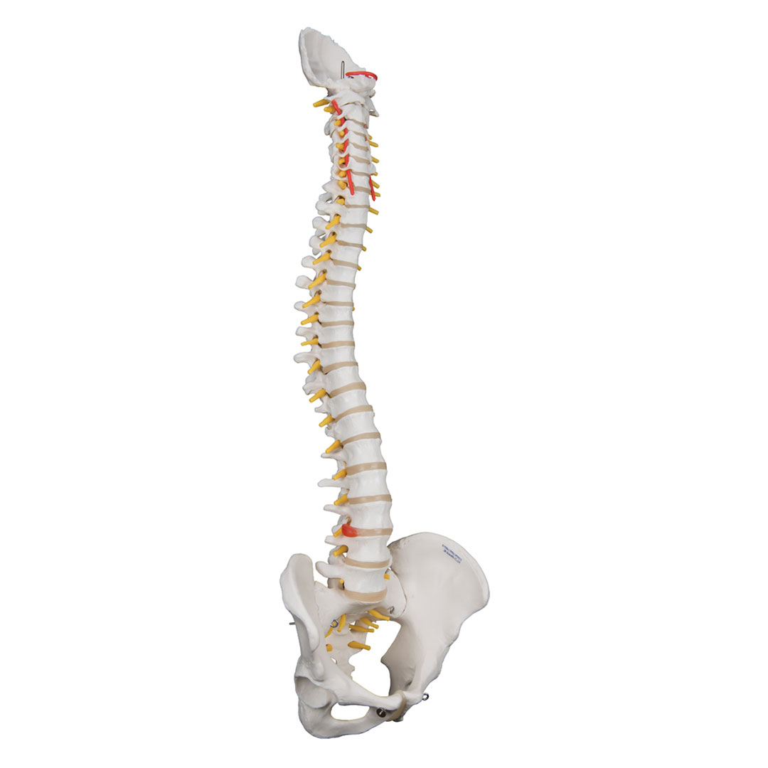 3B SCIENTIFIC Wirbelsäule für starke Beanspruchung, H=74cm (A59/1)