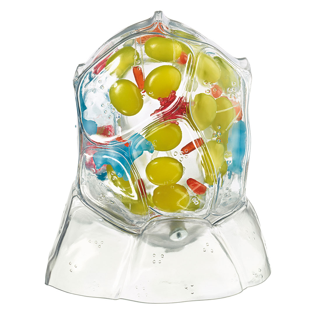 SOMSO® Pflanzenzelle transparent, 6000fach