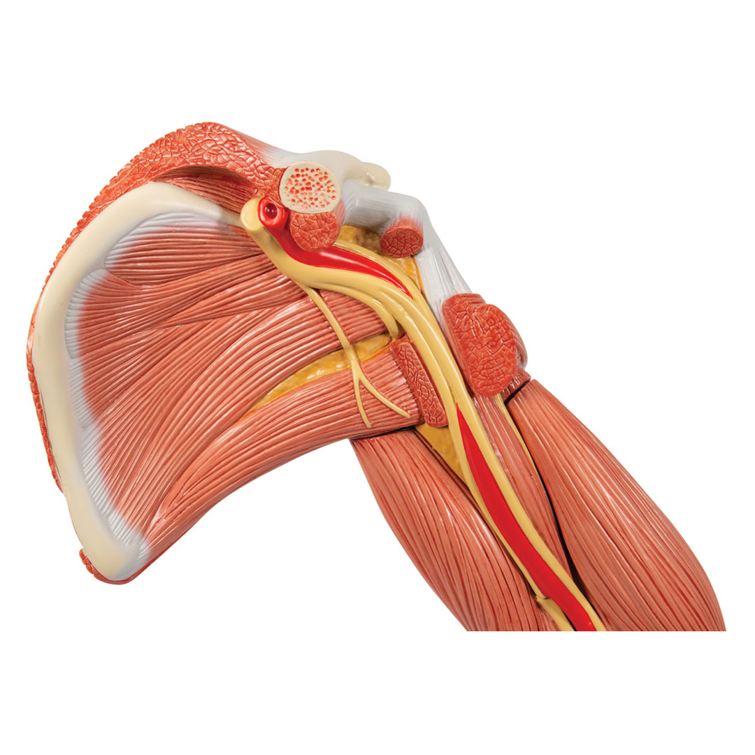 3B SCIENTIFIC Muskelarm, 6-teilig