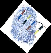 Elektrophorese Genetischer Fingerabdruck