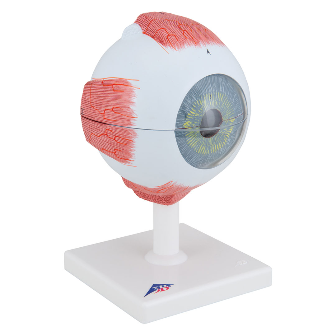 3B SCIENTIFIC Auge, 6-tlg., 5-fach vergr. (F10), Riesenauge 3B SCIENTIFIC Auge, 6-tlg., 5-fach vergr. (F10), Riesenauge