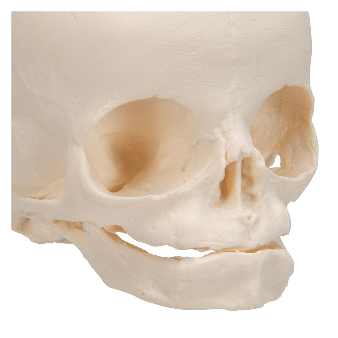 3B SCIENTIFIC Fetus-Schädel auf Stativ (A26)