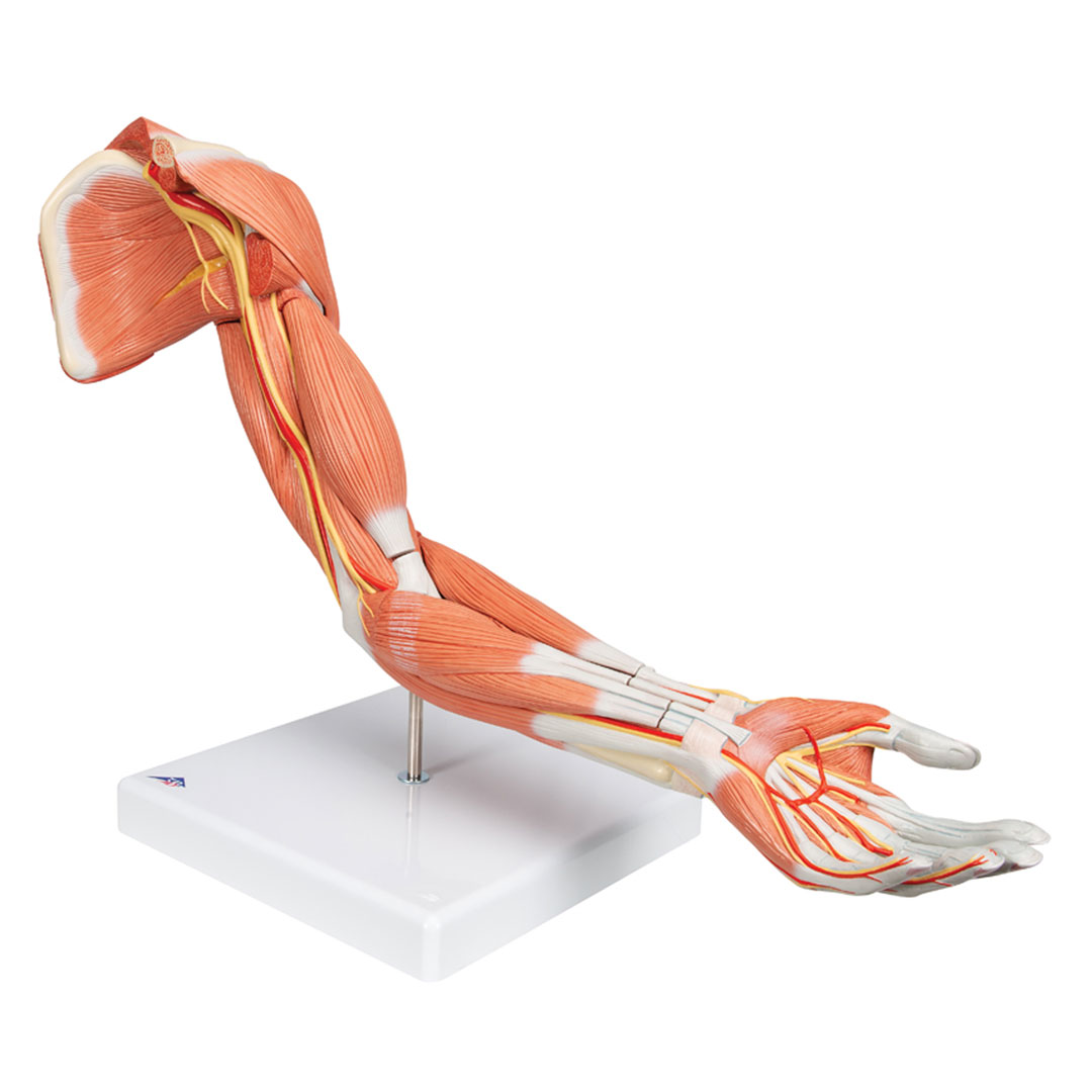 3B SCIENTIFIC Muskelarm, 6-teilig 3B SCIENTIFIC Muskelarm, 6-teilig