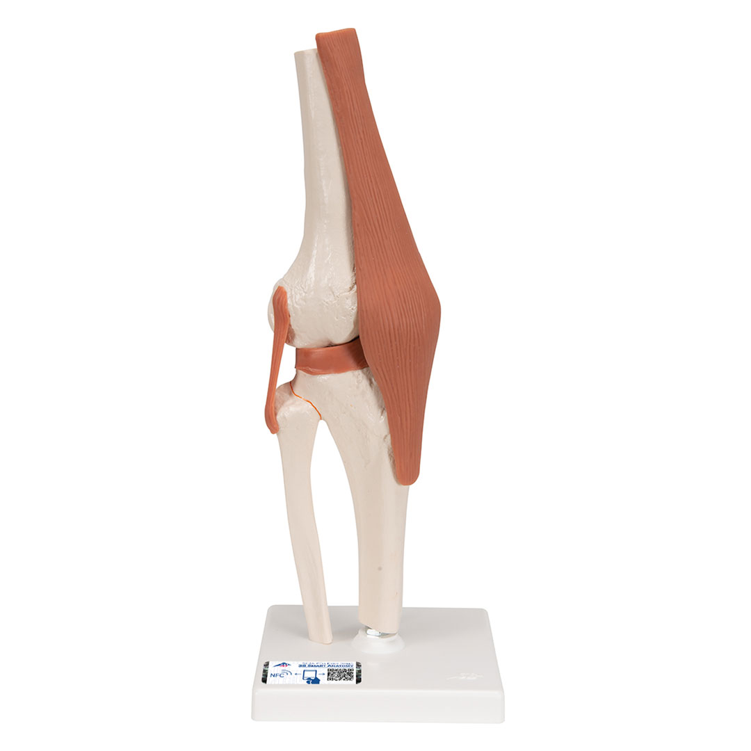 3B SCIENTIFIC Kniegelenk, Funktionsmodell (A82)