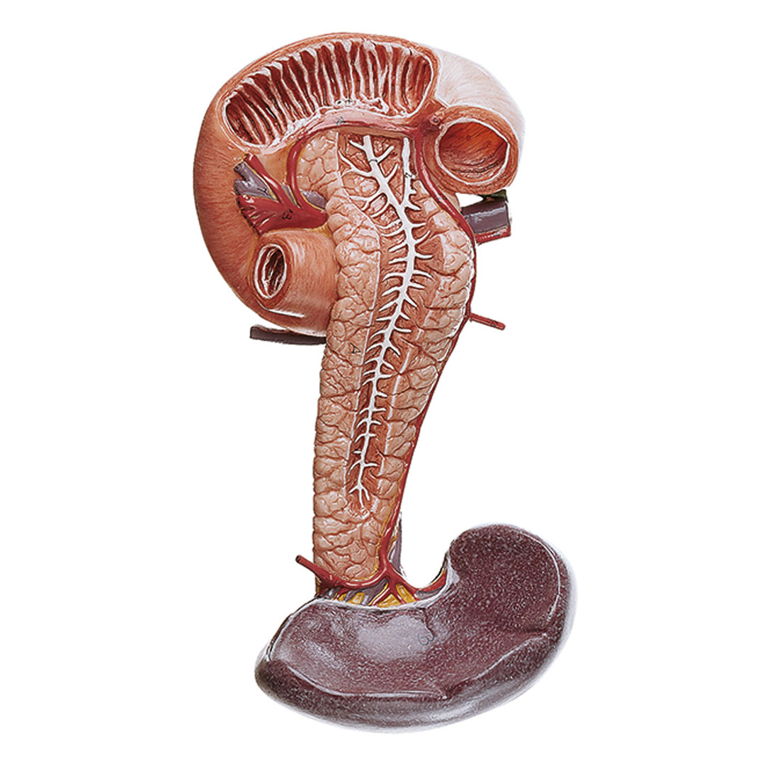 SOMSO® Bauchspeicheldrüse