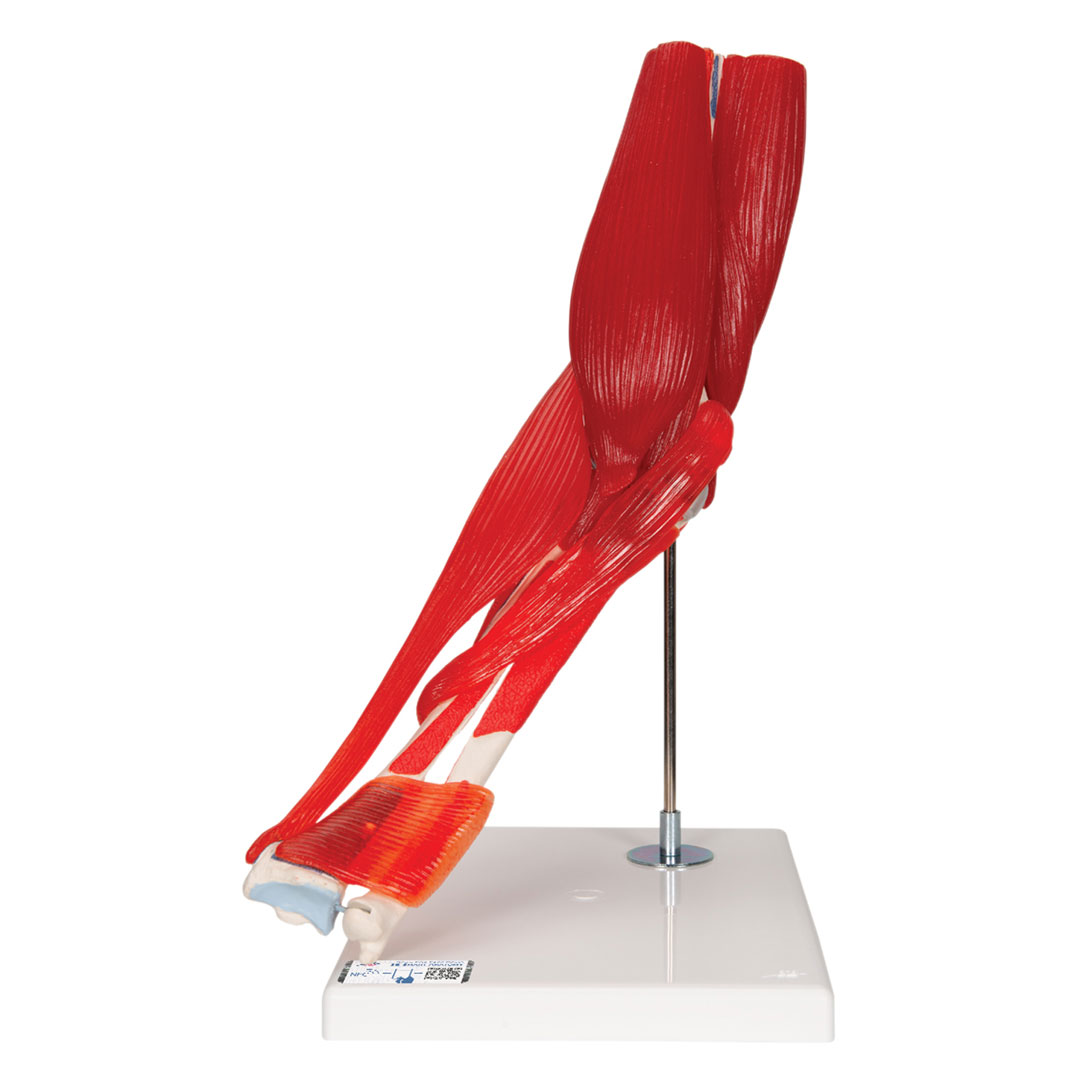 3B SCIENTIFIC Ellenbogengelenk, 8-teilig, Grösse 25x1x25c  (A883)