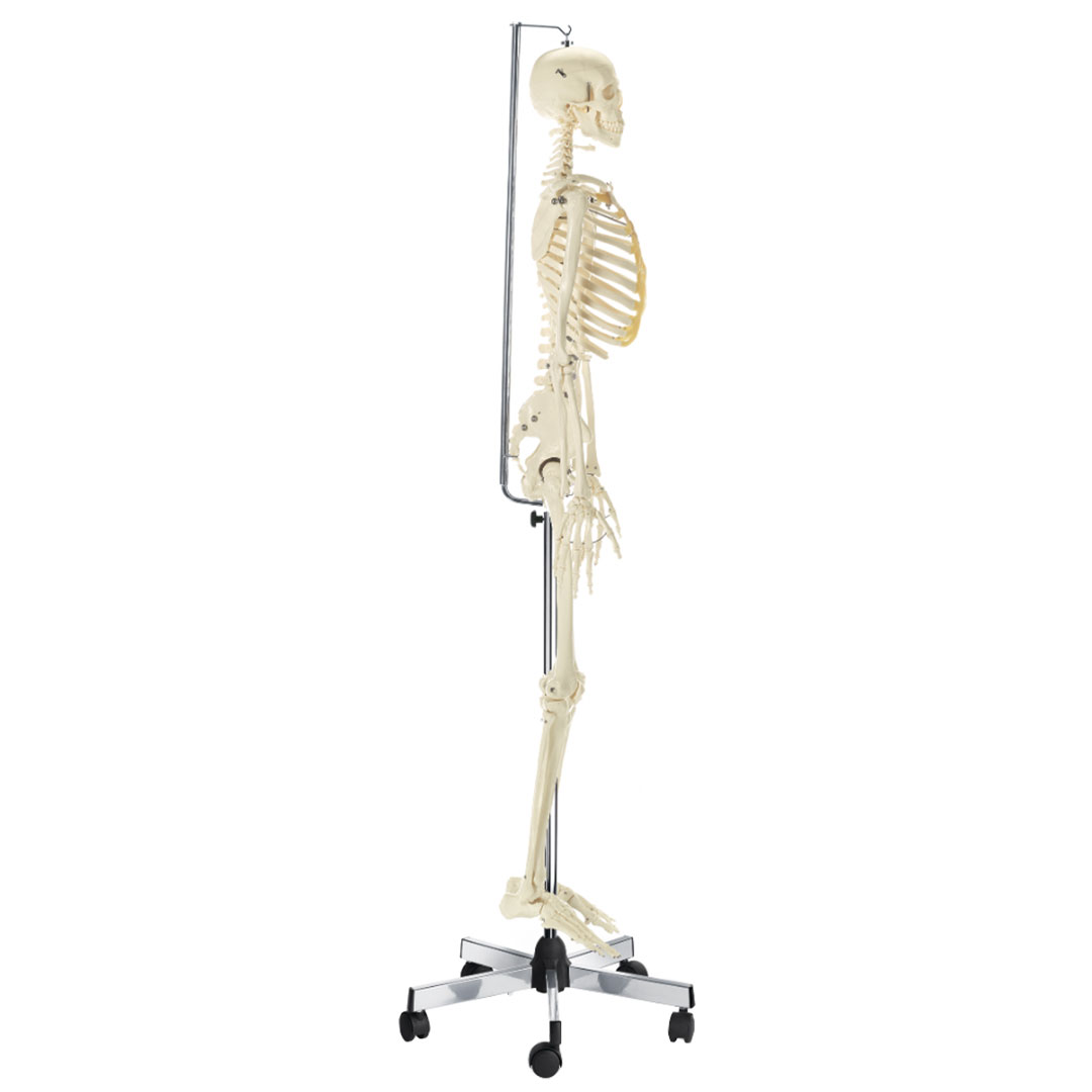 SOMSO® Künstliches Homoskelett, männlich