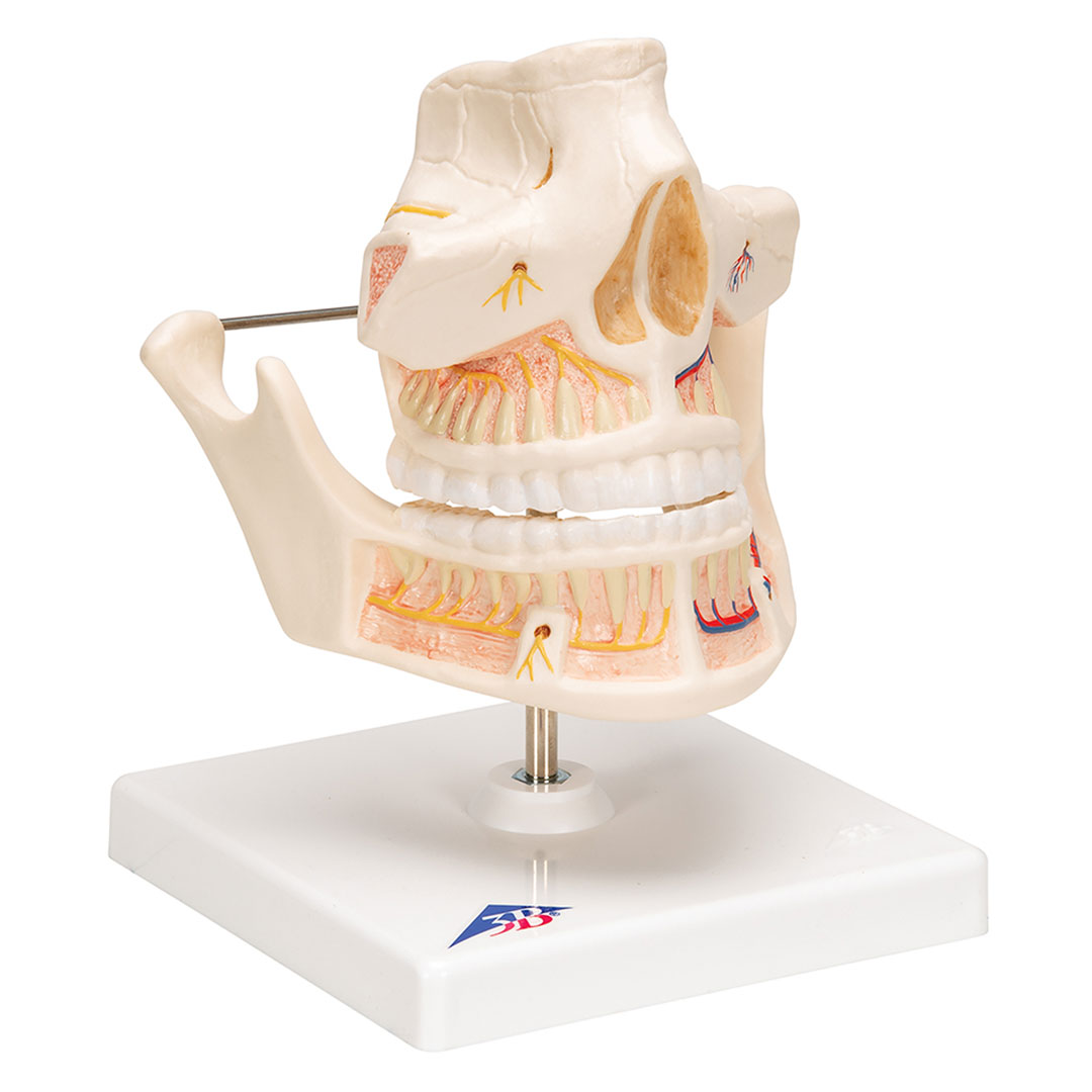 3B SCIENTIFIC Ober- u. Unterkiefer, Erwachsen (VE281)