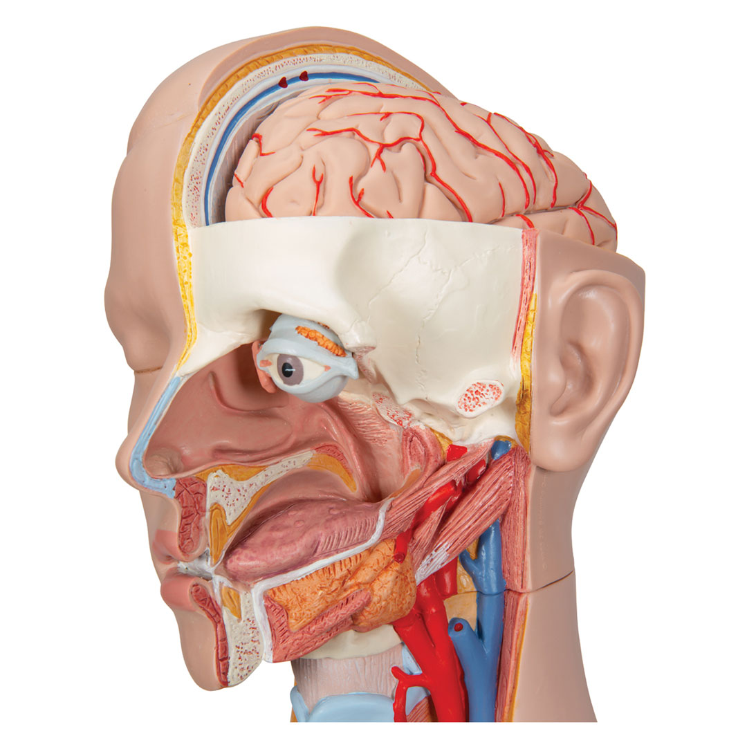 3B SCIENTIFIC Schultorso mit Kopf, 14-teilig (B13)