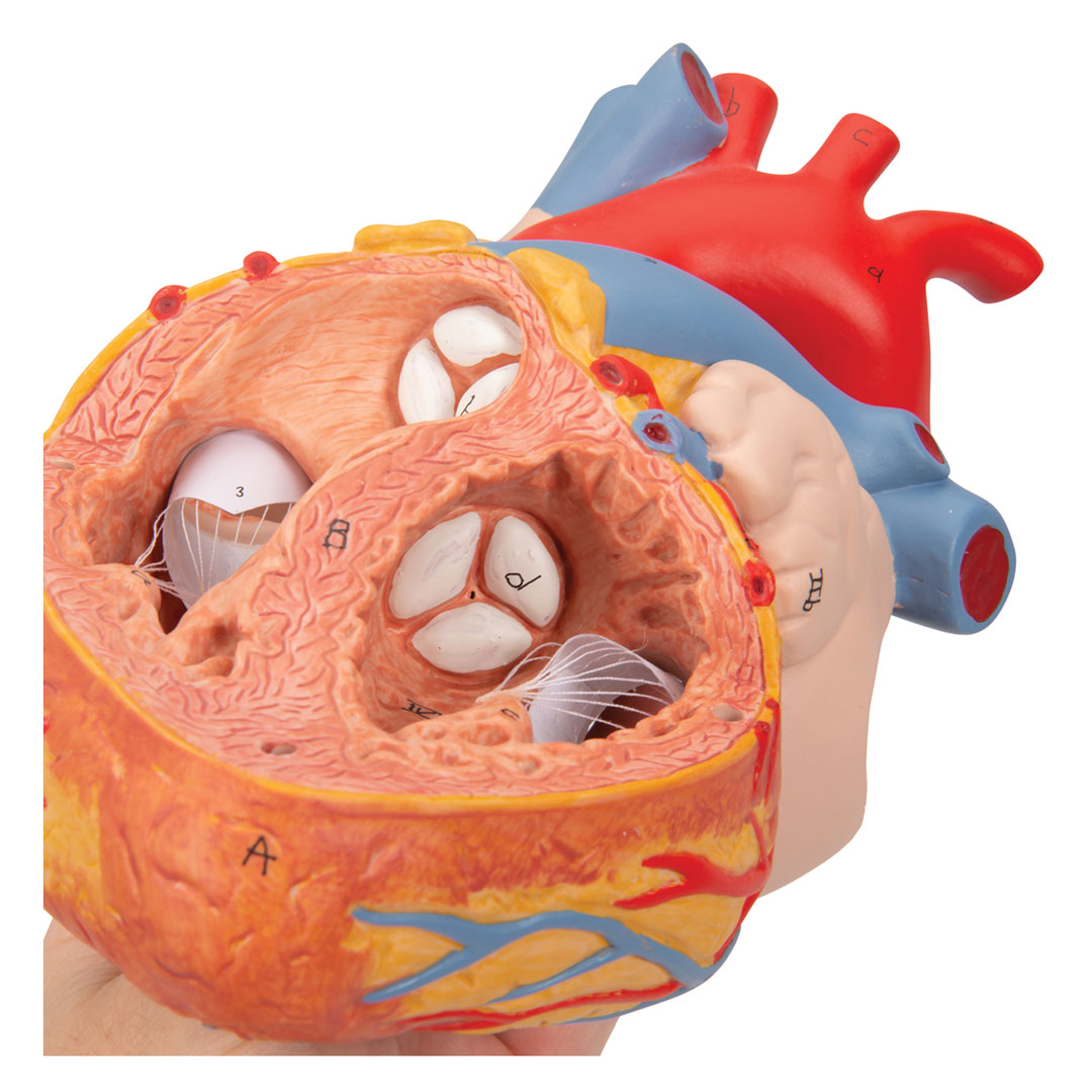 3B SCIENTIFIC Herz, 2-f.Grösse, 5-tlg. (G13)