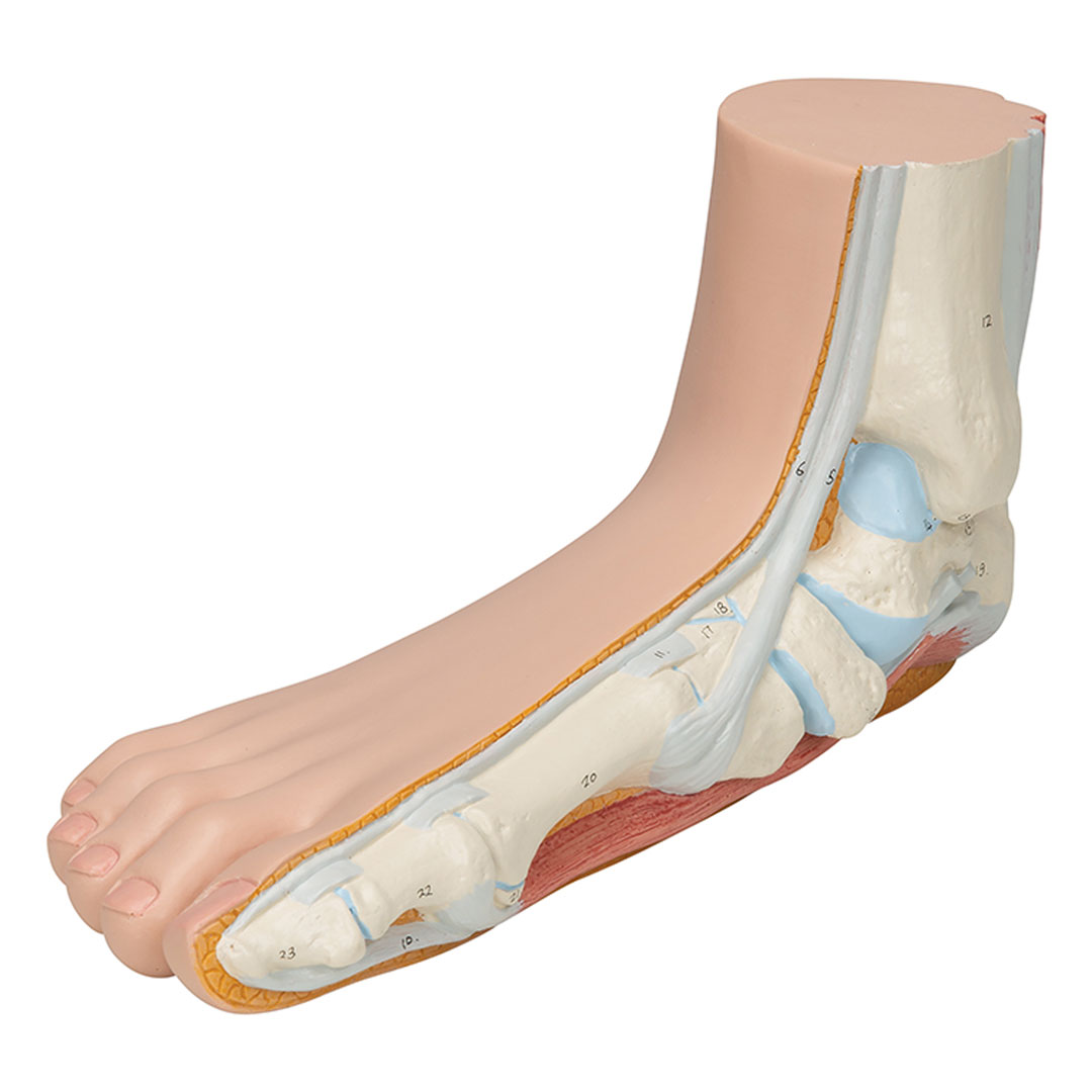 3B SCIENTIFIC Plattfuss, natürl. Grösse (M31)