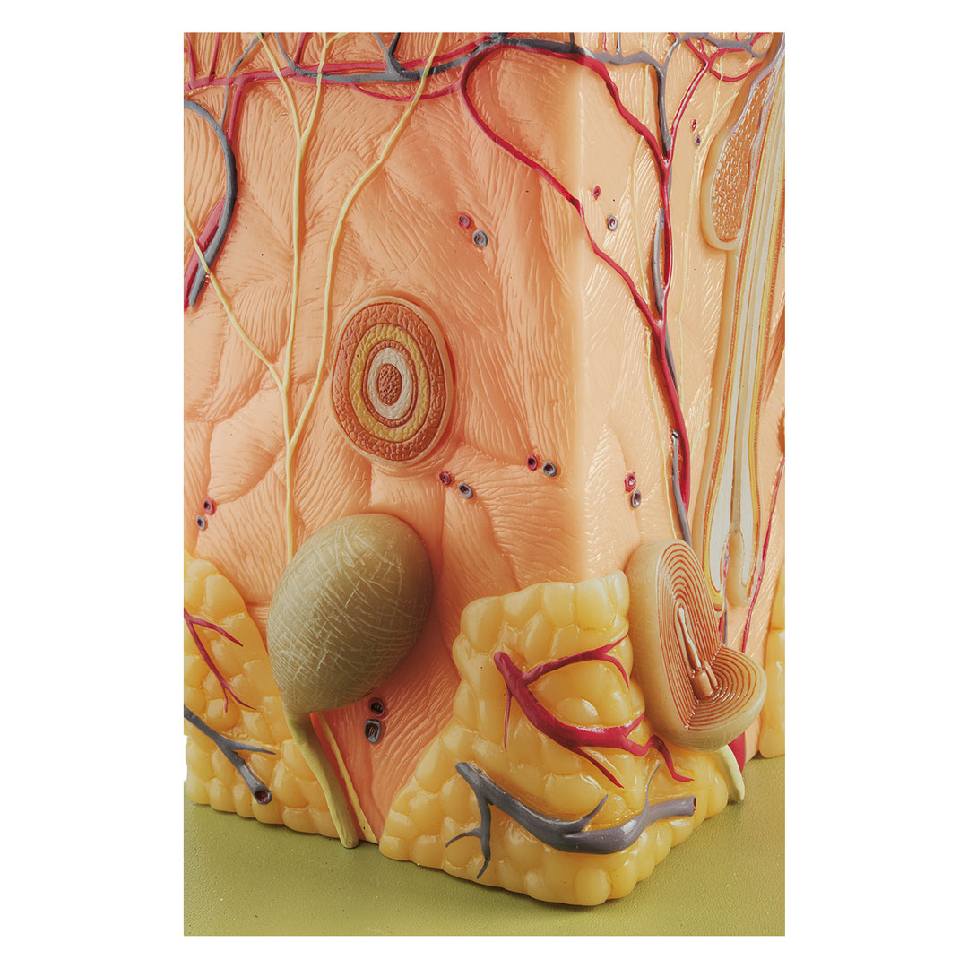 SOMSO® Hautblockmodell, 70fach vergrössert