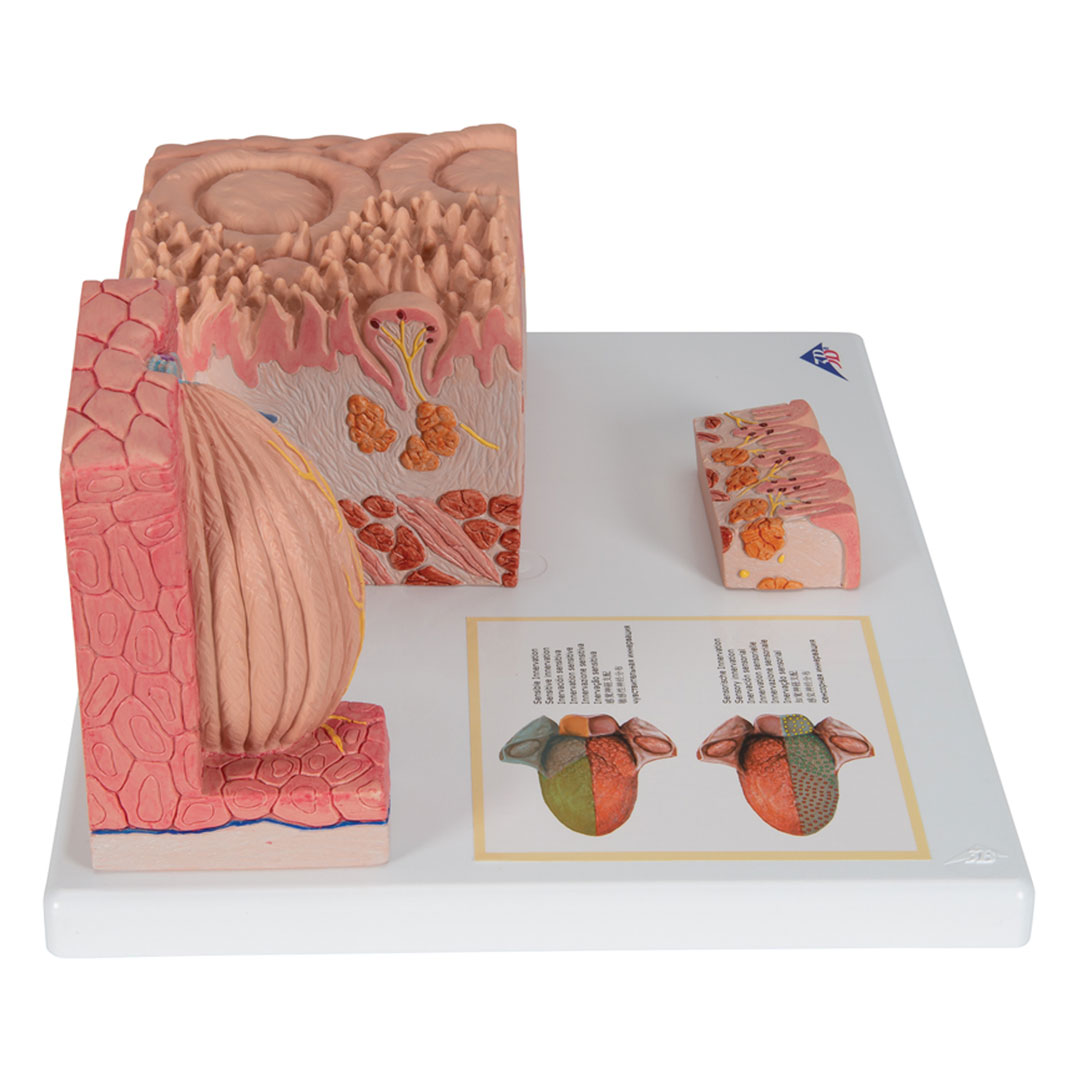 3B SCIENTIFIC MICROanatomy Zunge (D17)