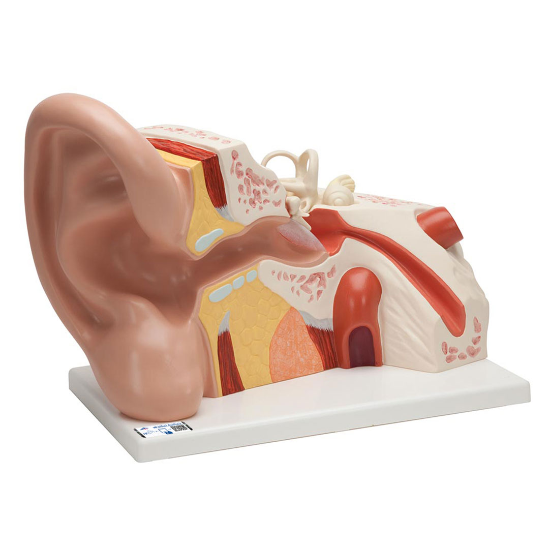 3B SCIENTIFIC Ohr, 5-fache Grösse, 3-teilig (VJ513), Riesenohr