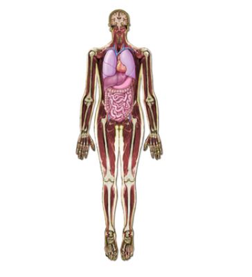 Menschen von Innen: Körper