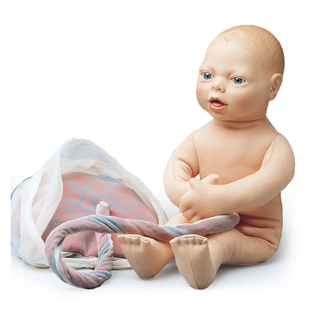 ERLER ZIMMER Fetusmodell