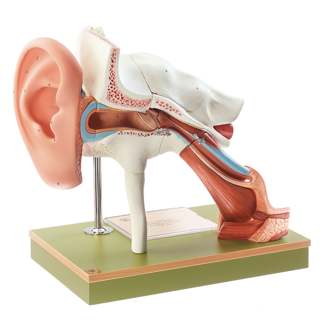 SOMSO® Gehörorgan mit Ohrmuschel, 4-fach
