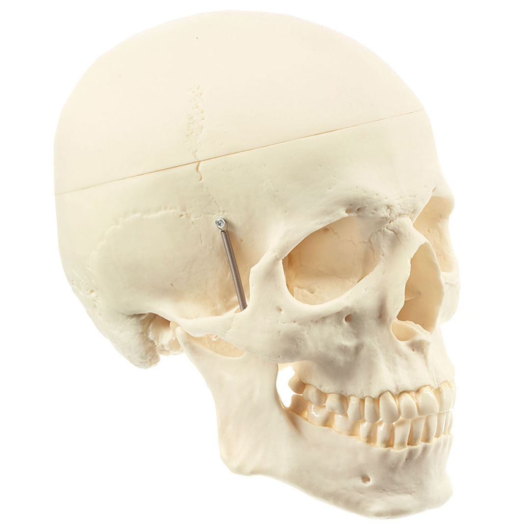 SOMSO® Homo-Schädel, künstlich