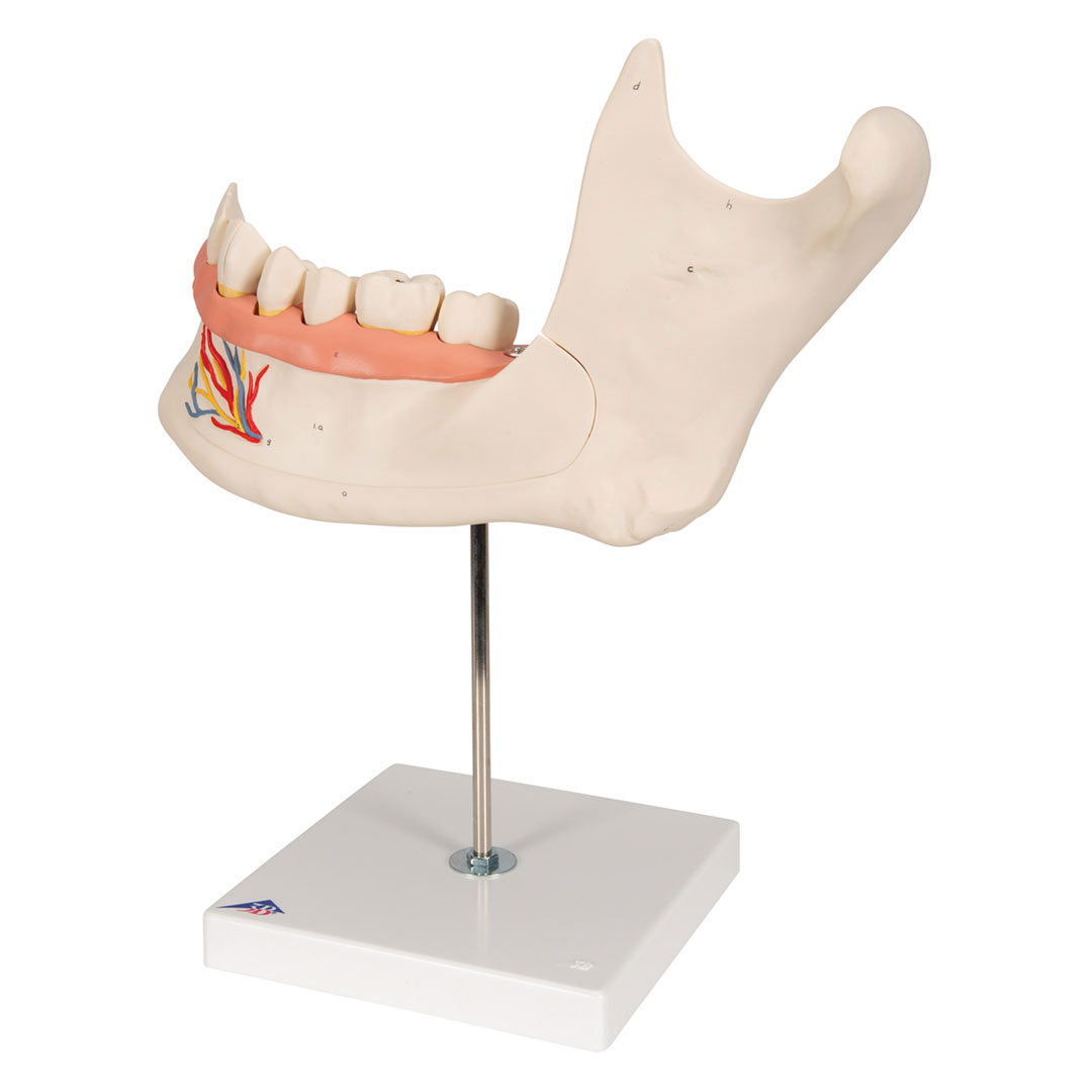 3B SCIENTIFIC Unterkiefer 6-tlg. (D25), 3-fach