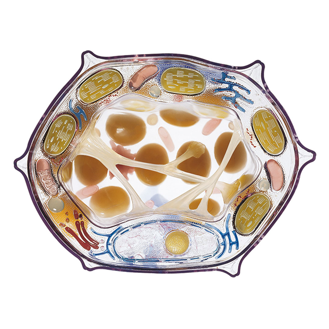 SOMSO® Pflanzenzelle transparent, 6000fach
