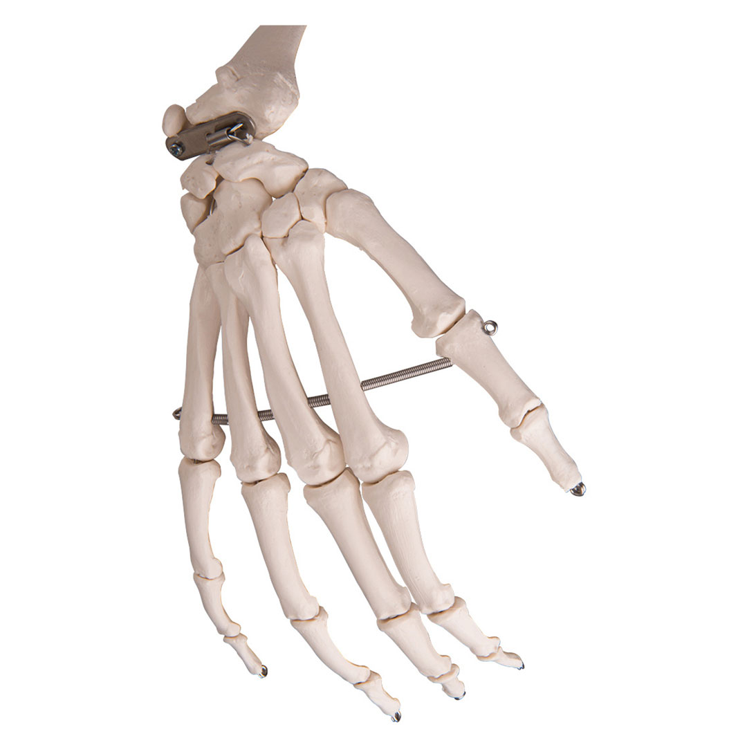 3B SCIENTIFIC Skelett Stan, Standard mit 5-Rollenstativ (A10)