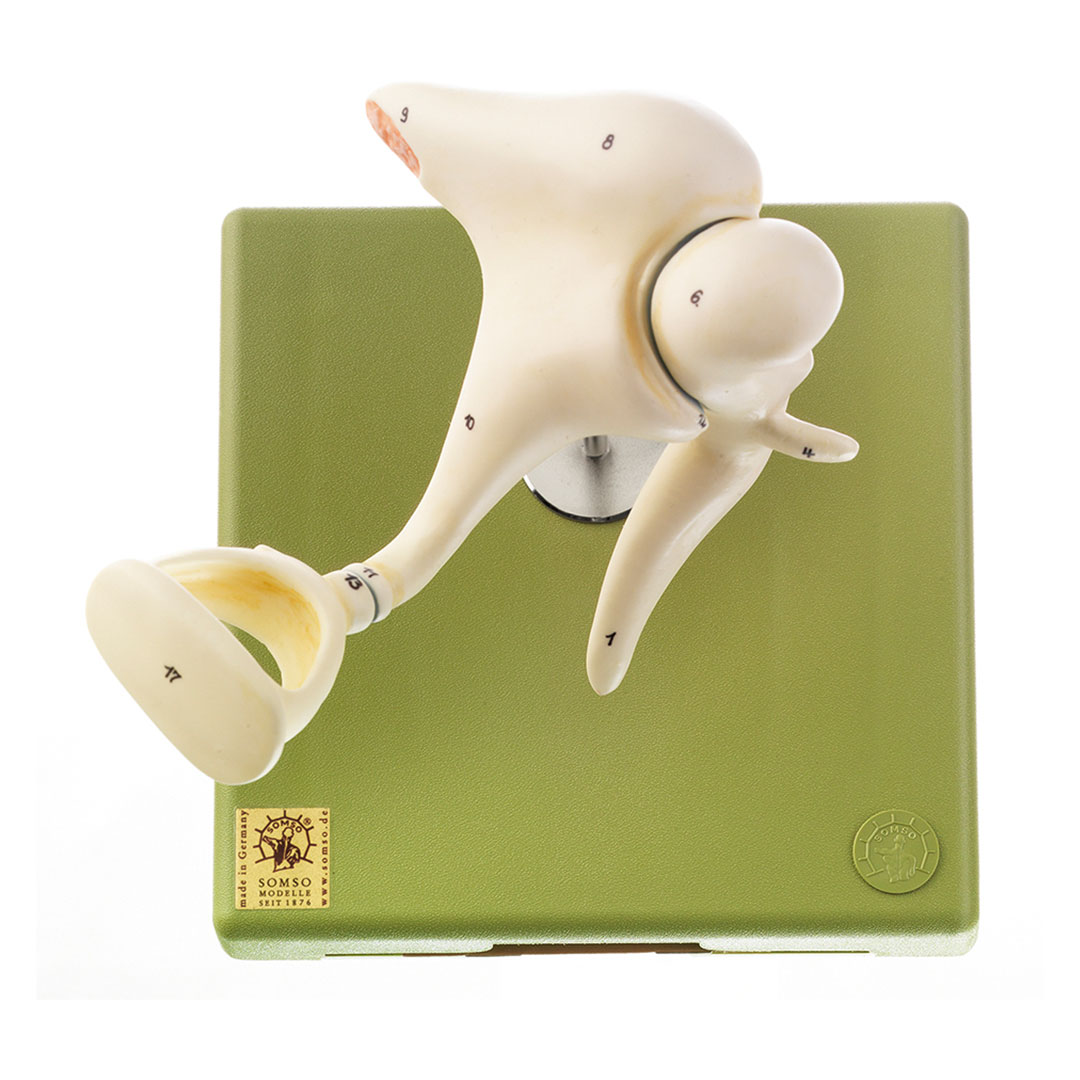 SOMSO® Gehörknöchelchen